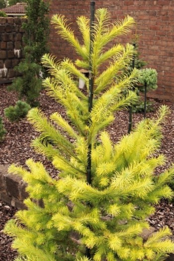 Модрина японська Меджик Голд|Larix kaempferi ’Magic Gold’|Лиственница японская Меджик Голд